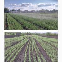 Воздушка Любаша Насіння Повітряна Бульбашка Часник Чеснок Семена Однозубка