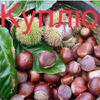Куплю каштан оптом від 500 кг