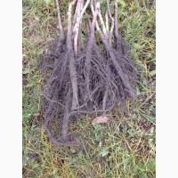 Саджанці горіха пекан сорту Майор(вкс висота 120-140см.)