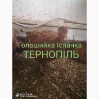 Курочка голошийка іспанка