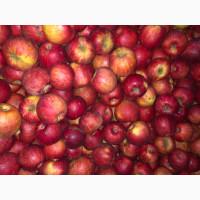 Продам яблука Пінова Ліголь Чемпіон