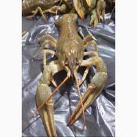 РАКИ Королі до столу