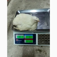 Гарне інкубаційне яйце Техас