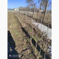 Продаю саджанці яблуні, груші, підщепа