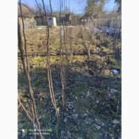 Продаю саджанці яблуні, груші, підщепа