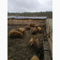 Свині та Порося угорська мангалиця