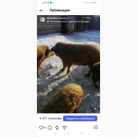 Свині та Порося угорська мангалиця
