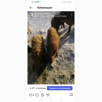 Свині та Порося угорська мангалиця