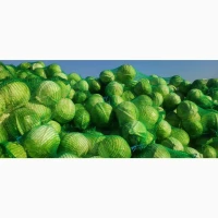 Капуста гурт продам