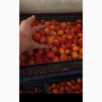 Продам абрикос на джем