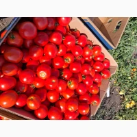 Продам помидор асвон
