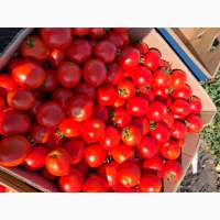 Продам помидор асвон