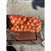 Продам цибулю