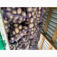 Продам товарну картоплю сорту Арізона
