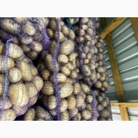 Продам товарну картоплю сорту Арізона