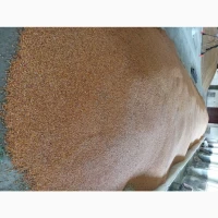 Продам кукурудзу