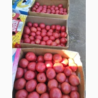 Продам помідор круглий рожевий