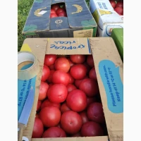 Продам помідор круглий рожевий