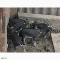 Продам поросят, мангалиці венгерські кучеряві