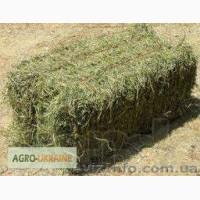 Продам тюки свіжого сіна вагою 15-20 кг.