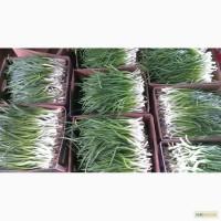 Зеленый лук