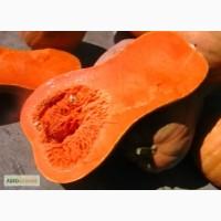 Продам гарбуз гітара 300 кг