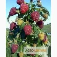 Продам саджанці малини(ремонантна)