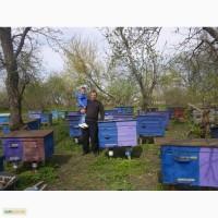 Продаж бджолосімей