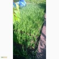 Продам зеленый лук
