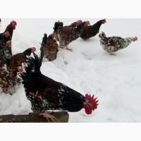 Продаються кури, циплята, інкубаційні яйця (лівенська ситцева)