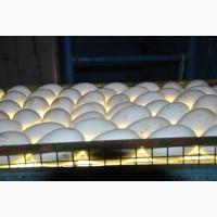 Продам гусиные яйца для инкубации