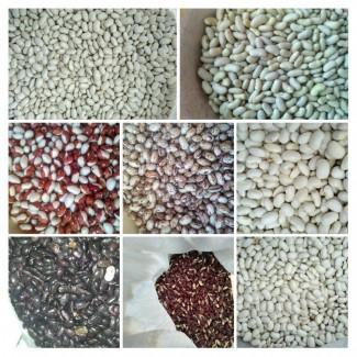 КВАСОЛЯ в асортименті