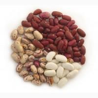 КВАСОЛЯ в асортименті