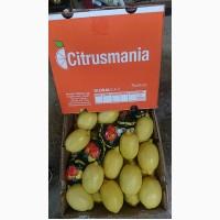 Цитрусы от производителя, Турция, Adana