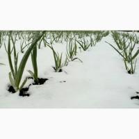Все про часник(універсальний культиватор)