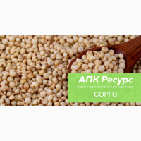 Продаем сорго