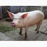 Продам свинину живьём и на 4 части
