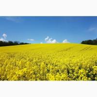 Гибрид рапса Аляска Канадские семена, насіння ріпака