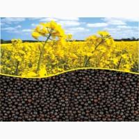 Гибрид рапса Аляска Канадские семена, насіння ріпака