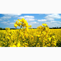 Гибрид рапса Аляска Канадские семена, насіння ріпака