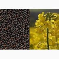 Гибрид рапса Аляска Канадские семена, насіння ріпака