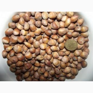 Фундук, ліщина, ведмежий горіх деревовидна ліщина 2024