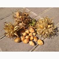 Фундук, ліщина, ведмежий горіх деревовидна ліщина 2024