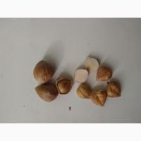 Фундук, ліщина, ведмежий горіх деревовидна ліщина 2024