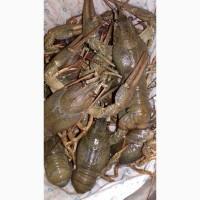 Раки речные живые