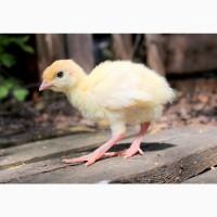 Продам индюшат Биг-6 и Хайбрид. Венгрия. Утята. Цыплята. Гусята