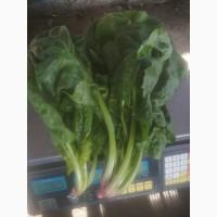 Продам Шпинат