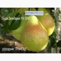 Саджанці Груша Дельбарью RX-12/47 2-річний саджанець ОПТ