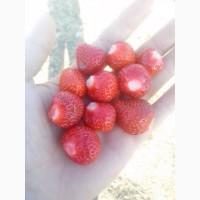 Продам Малину Заморожену