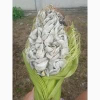 Продам кукурудзяний трюфель